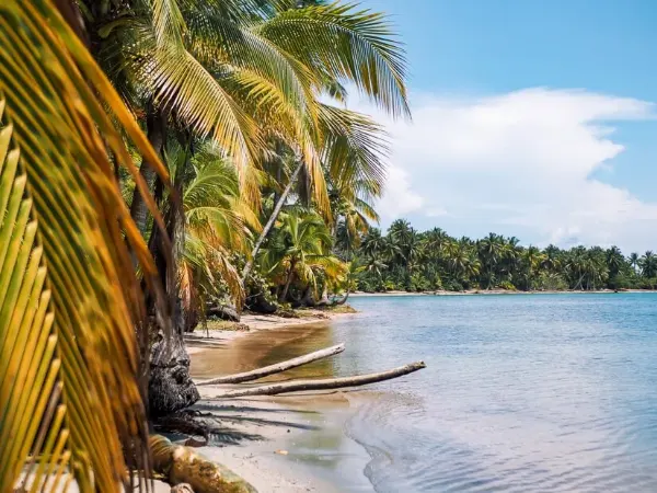 Bocas del Toro Caribbean beach with palm trees and turquoise water