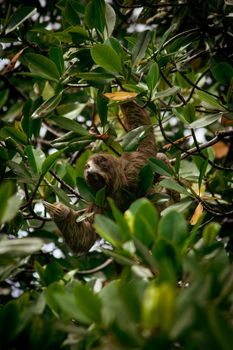 Wildlife in the Azuero Peninsula Panama